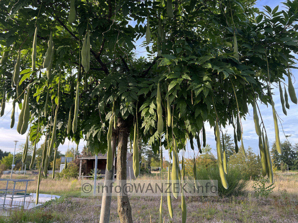 Wisteria floribunda Alba 02.jpg